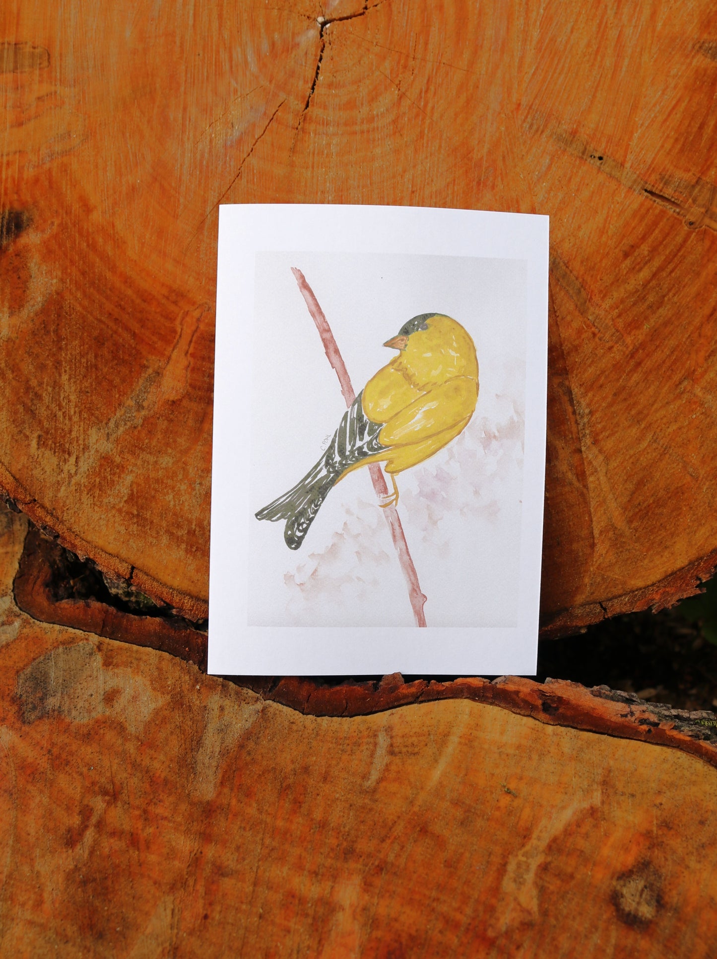 Bird Notecards