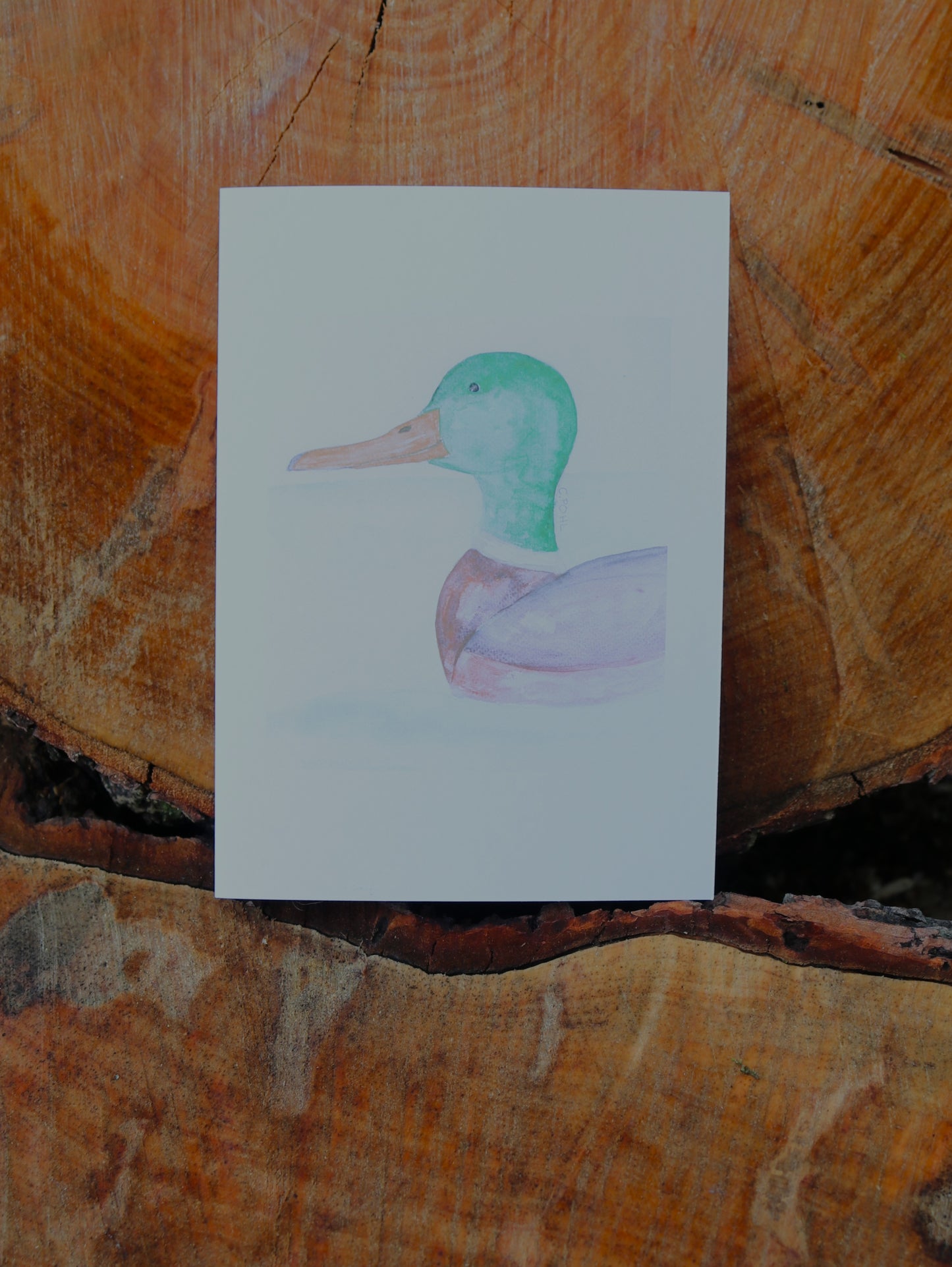 Bird Notecards
